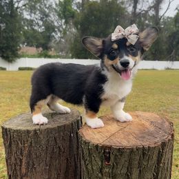 Blair - Black and white female American Corgi puppy in Florida from Sunrise Corgis