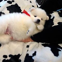 American Eskimo Dog Puppies from Tribe of Aryelle