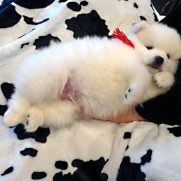 American Eskimo Dog Puppies from Tribe of Aryelle