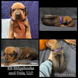 Purple Girl - Wheaten blk nose female Rhodesian Ridgeback puppy in Colome, South Dakota from KB Ridgebacks and Dals, LLC