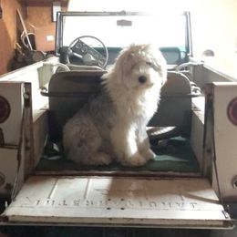 Vega - Old English Sheepdog