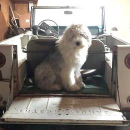 Vega - Old English Sheepdog