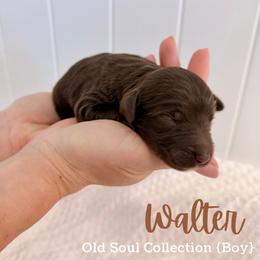 Walter - Chocolate male Goldendoodle puppy in Livermore, Colorado from Heritage Hills Family Doodles