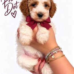 Princess Dot (Maroon) - Parti female Poodle puppy in Stuart Fl, Florida from Lincoln & Lady Co.