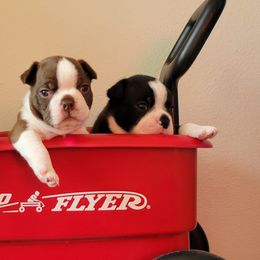 Boston Terriers from Remington's Chocolate Kisses