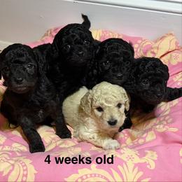 Cavapoo Puppies from Carolina Cavapoos