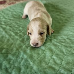 Digger - Piebald male Dachshund puppy in Lebanon, Oregon from Willow Moons Dachshunds
