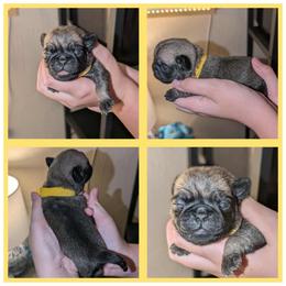 Cookie - Fawn female Pug puppy in Winter Haven, Florida from Lisa's Pugalicious Pugs