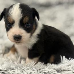 Lacy - Black tri female Toy Australian Shepherd puppy in Ambrose, Georgia from Brandilyn's Aussies
