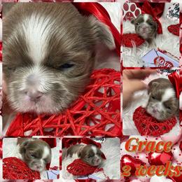 Grace - Lilac female Shih Tzu puppy in Coolidge, Arizona from Shih Tzu’s  ‘N’ Love