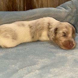 Butterfinger - Dapple male Dachshund puppy in Gainesville, Texas from Diamond B Doxies
