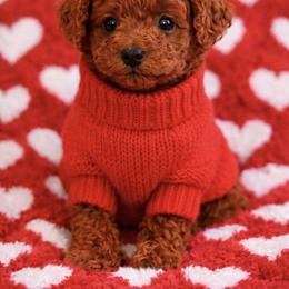 Puppy - Red  female Goldendoodle puppy in Metairie, Louisiana from Maggies Goldendoodles of Louisiana