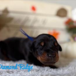 Blue collared - Black and rust male Doberman Pinscher puppy in Winamac, Indiana from DIAMOND RIDGE DOBERMANS