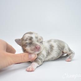 Champagne- TINY - Chocolate blue female Chihuahua puppy in Bulls Gap, Tennessee from Smokey Mountain Chihuahuas