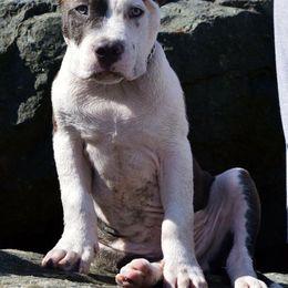 American Bully Puppies from SouthernCharm Kennel (SCP)