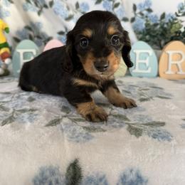 Boston - Black and tan female Dachshund puppy in Temecula, California from Naomi Magee's Dachshund Kennel