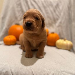 Baby Boo - Golden female Golden Retriever puppy in Escondido, California from Sandy Acres Golden Retrievers
