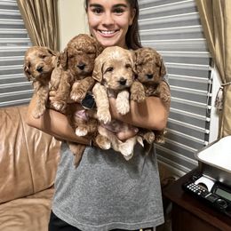 Goldendoodle Puppies from Maryland Designer Doodles