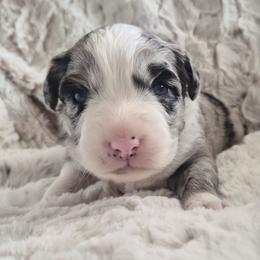 Girl 4 Blue Merle-Blue eyes - Blue merle female Australian Shepherd puppy in Sioux Falls, Sd Area, South Dakota from Diamond Aussies N the Rough