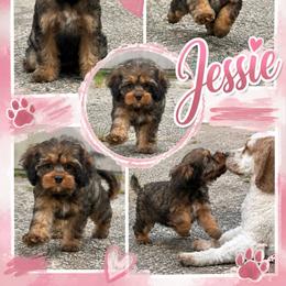 Jessie - Sable female Cockapoo puppy in Holton, Indiana from MoonShine Babies