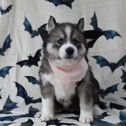 Pink - Black and white female Siberian Husky puppy in York, Pennsylvania from Spalla Pups