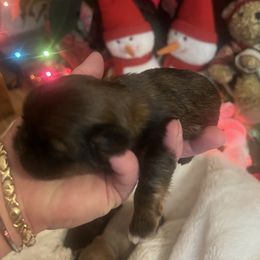 Dark red and black - Sable male Shih Tzu puppy in Citrus Heights, California from The Lion dog Shih Tzu