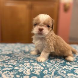 Murphy - Cream and white male Shih Tzu puppy in Statesboro, Georgia from Magnolia Small Breeds