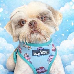 Izzie - Shih Tzu