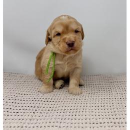 Beldi - Caramel male Australian Labradoodle puppy in Sacramento, California from Little Farmstead Labradoodles