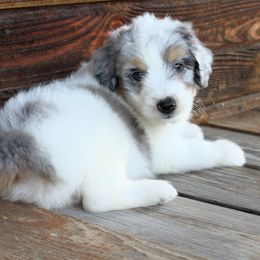 Ace mini aussiedoodle - Aussiedoodle puppy from Lazy S Aussies
