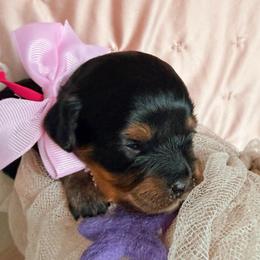 Dahlia Neptune - Black and tan female Cavapoo puppy in Tucson, Arizona from Cavapoo Puppy Parade