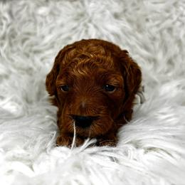 Alfalfa - Red  male Poodle puppy in Hawthorne, Florida from Loblolly Ranch
