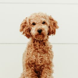 Indie - Goldendoodle