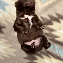 Australian Shepherd, Miniature American Shepherd, Miniature Australian Shepherd, and Toy Australian Shepherd Puppies from HP Aussie Kennels