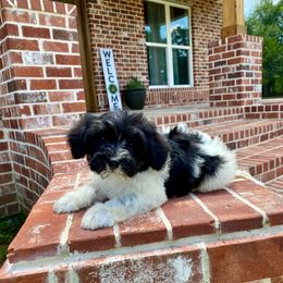 Cookie - Black male Havapoo puppy in Dothan, Alabama from Leo’s Teddy Bear doodles