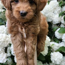 Aussiedoodle, Bernedoodle, and Goldendoodle Puppies from Doodle Paws Pups