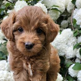 Aussiedoodle, Bernedoodle, and Goldendoodle Puppies from Doodle Paws Pups