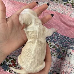 8 - Gold sable female Havanese puppy in Reese, Michigan from Windy Hill Havanese