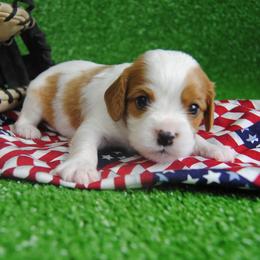 Archie - Blenheim male Cavalier King Charles Spaniel puppy in Mountain Grove, Missouri from Dogwood & Sassafras Companions