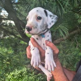 Blue - White and black male Dalmatian puppy in Pine City, Minnesota from Rock Creek Dalmatians