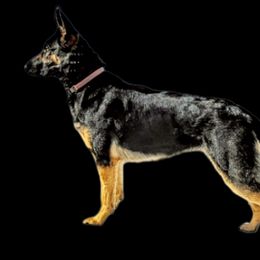 Iko - German Shepherd