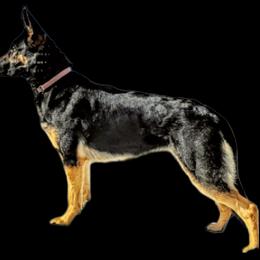 Iko - German Shepherd