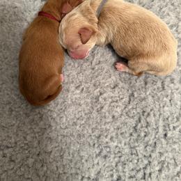 Australian Labradoodle Puppies from Golden Corner Labradoodles, LLC