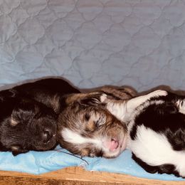 Australian Shepherd, Miniature American Shepherd, and Toy Australian Shepherd Puppies from Ahhmazing Aussies Arizona