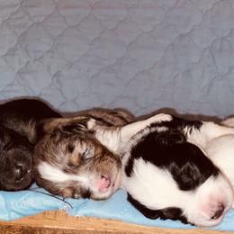 Australian Shepherd, Miniature American Shepherd, and Toy Australian Shepherd Puppies from Ahhmazing Aussies Arizona