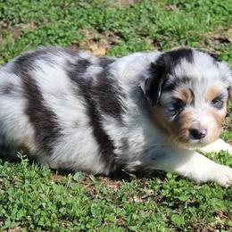 Sadie - Blue merle female Australian Shepherd puppy in Kansas, Oklahoma from Windy G Farm