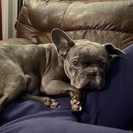 French Bulldogs from Central Kentucky Blue Bell French Bulldogs