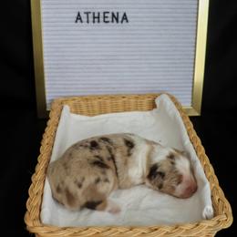 Australian Shepherds from Hudson Farm