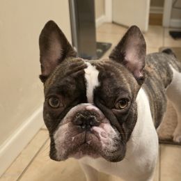Roo - French Bulldog