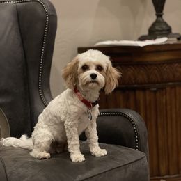 Lexie - Cavapoo